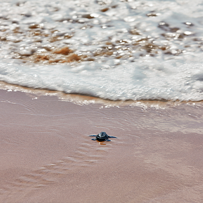 Turtle Costalegre